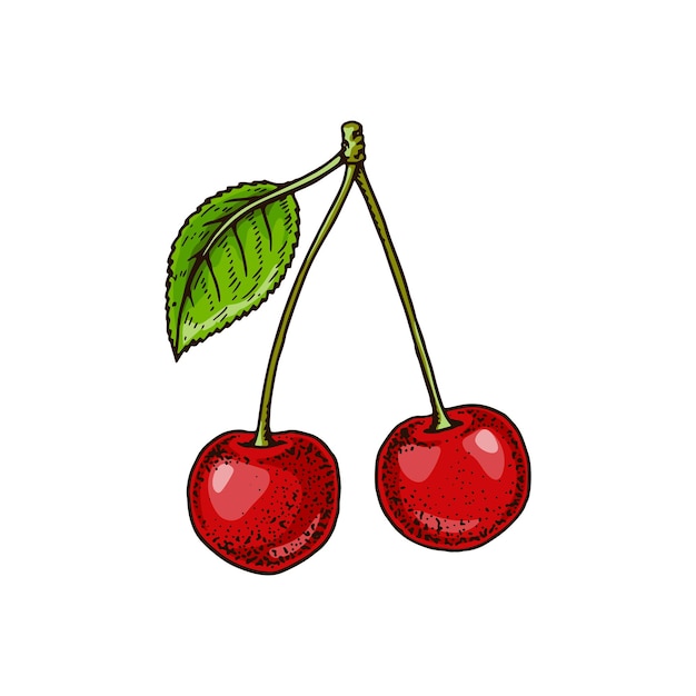 Hand drawn two cherries isolated on white Vector illustration in colored sketch style