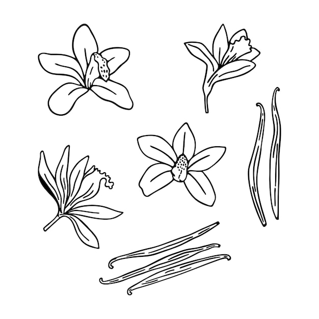 Hand drawn vanilla flowers, pods and sticks. Set spice. Linear art on a white background.