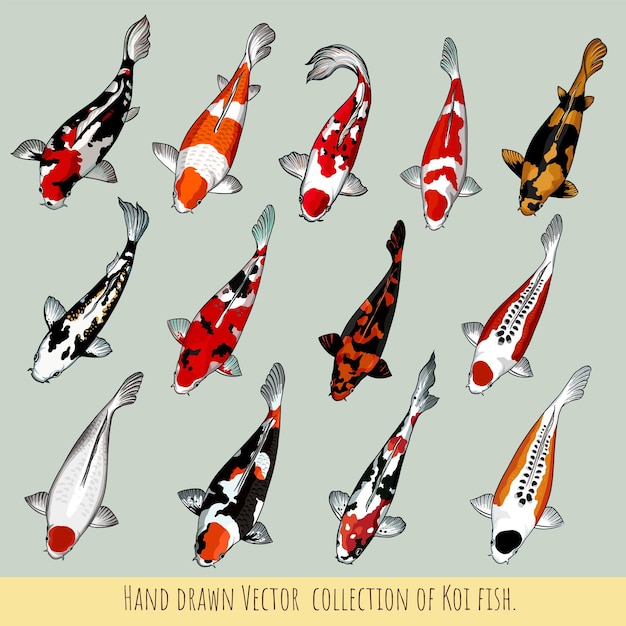 Hand drawn Vector collection of Koi fish