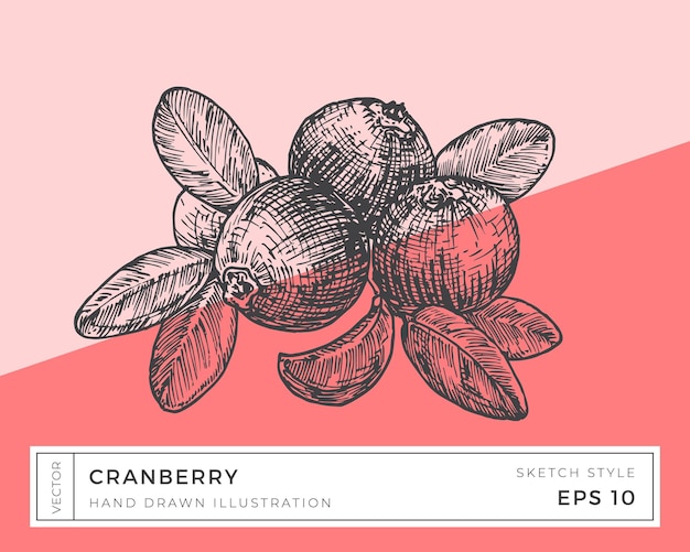 Hand Drawn Vector Cranberry Berries Branch with Leaves Illustration Vegan Plant Based Food Drawing with Colorful Background Isolated