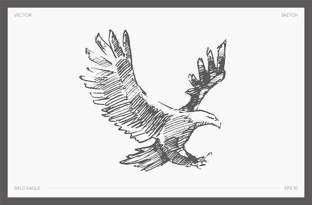 Vector hand drawn vector illustration of bald eagle