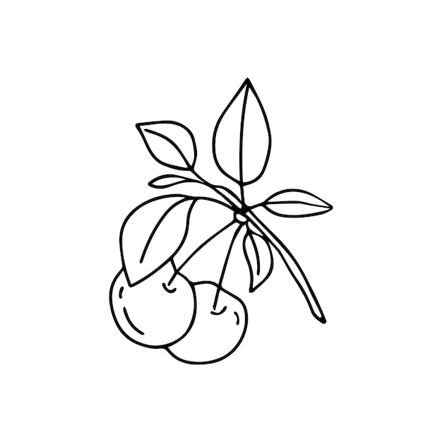 Hand drawn vector illustration cherry