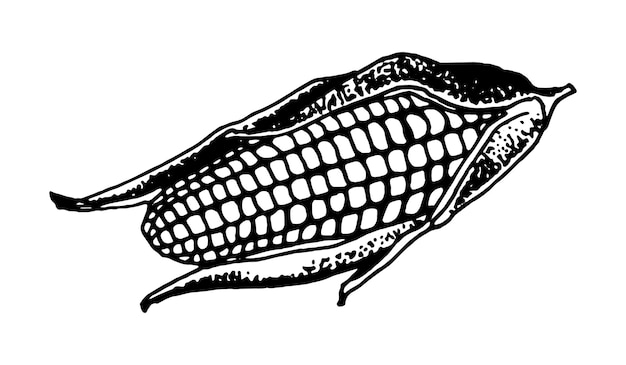 Hand drawn vector illustration of corn