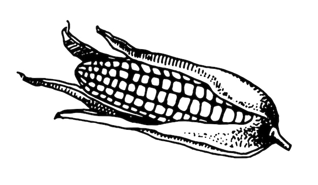 Hand drawn vector illustration of corn