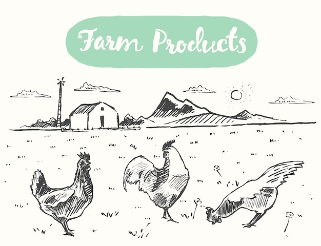 Hand drawn vector illustration of a free range chicken, sketch