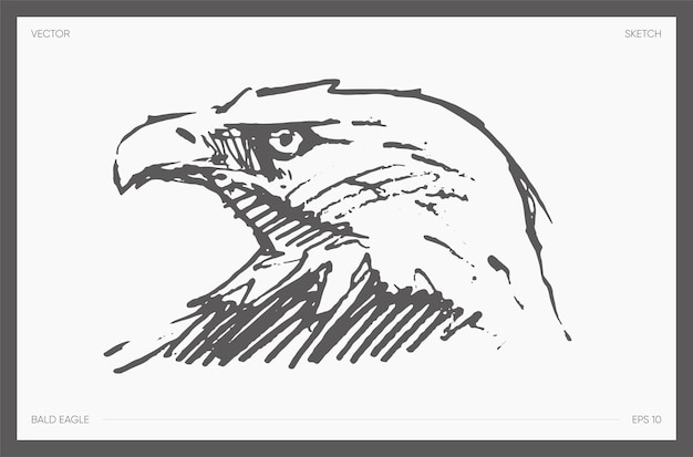 Vector hand drawn vector illustration of head eagle