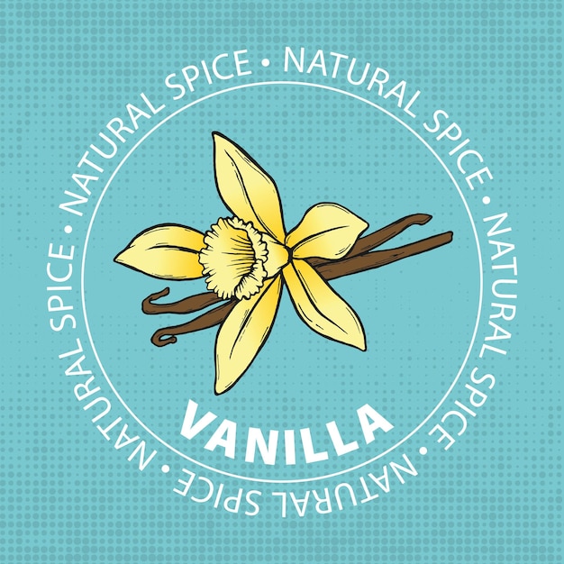 Hand-drawn vector illustration vanilla. Outline illustration vanilla.