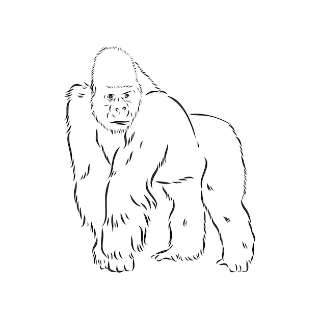 Hand drawn vector illustration with a gorilla gorilla vector sketch on a white background