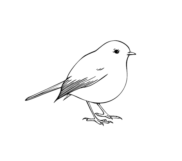 Hand drawn vector ink illustration of robin bird Coloring page