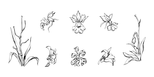 Hand drawn vector ink orchid flowers and branches monochrome detailed outline Single flowers leaves stems Isolated on white background Design for wall art wedding print tattoo cover card