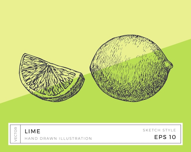 Hand Drawn Vector Lime Fruit Illustration Vegan Plant Based Food Drawing with Colorful Background Isolated