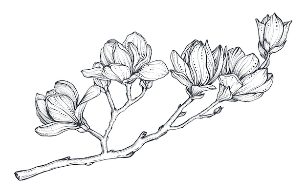 Hand drawn vector magnolia branch Beautiful romantic elegant floral element