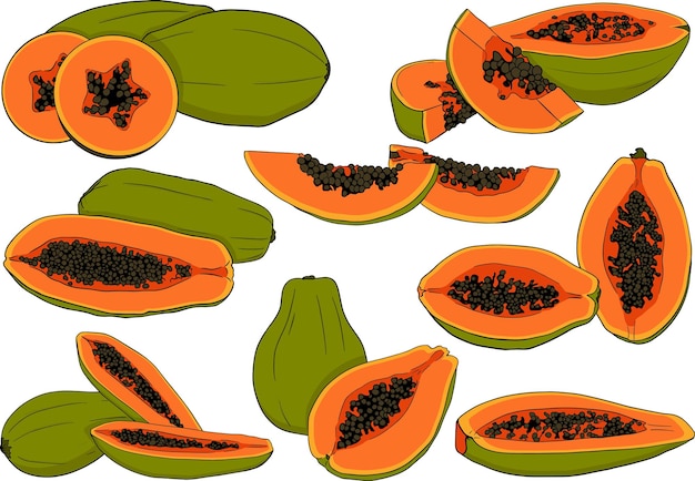 Hand drawn vector papaya Delicious tropical vegetarian objects