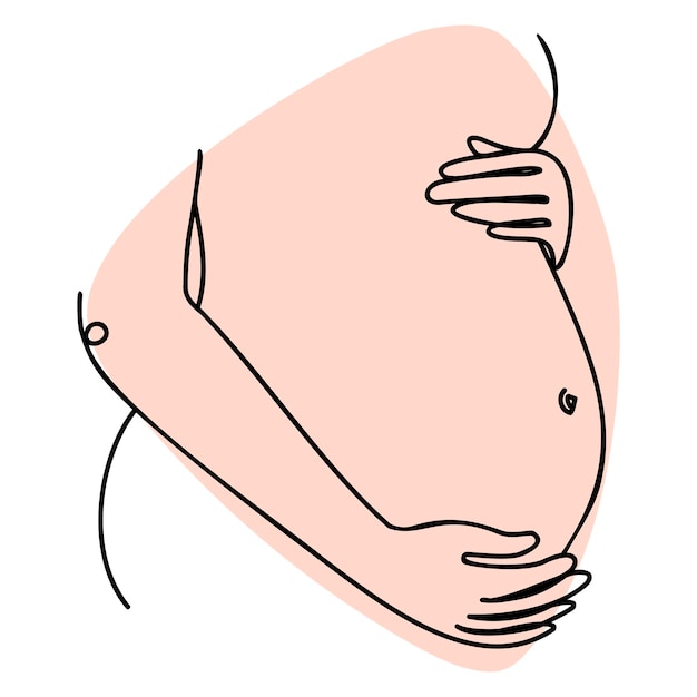 Hand drawn vector pregnant belly in line at style