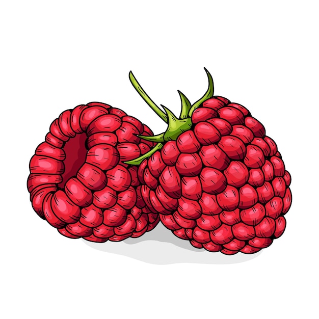 Hand drawn vector raspberry Doodle of colorful raspberries