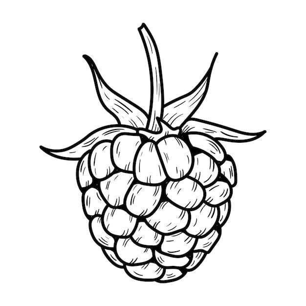 Hand drawn vector raspberry Doodle raspberries