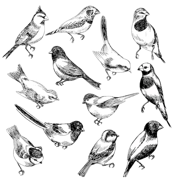 Hand drawn vector set of birds in sketch stile