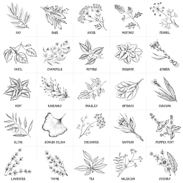 Hand drawn vector set of herbs and spices vintage illustrations.