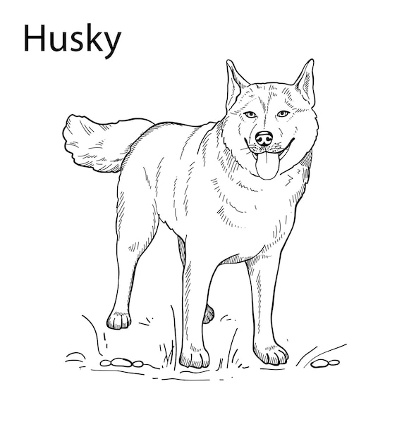 Hand drawn vector silhouette of a husky for the design of banners posters