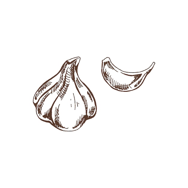 Hand drawn vector sketch of garlic isolated on white background