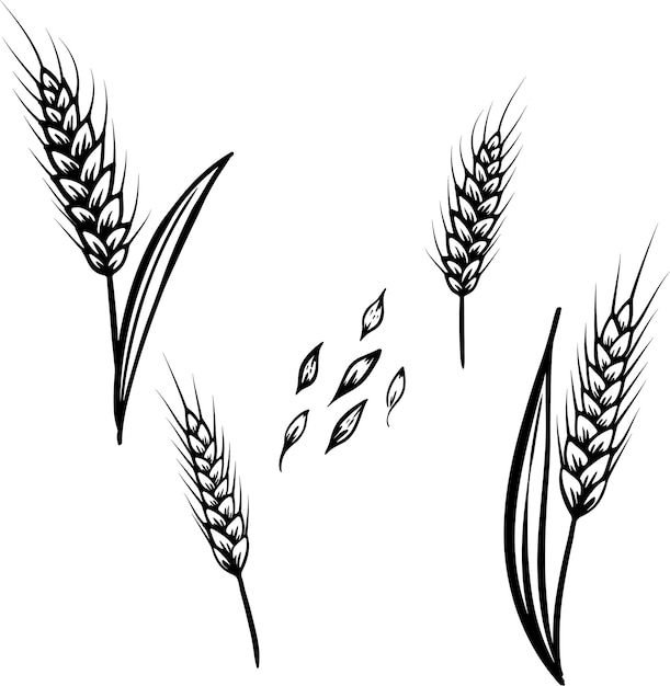 Hand drawn vector sketch illustration of wheat grains isolated on white background retro style