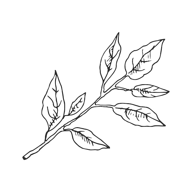 Hand drawn vector sketch of lemon tree branch with leaves, Great for poster menu or label