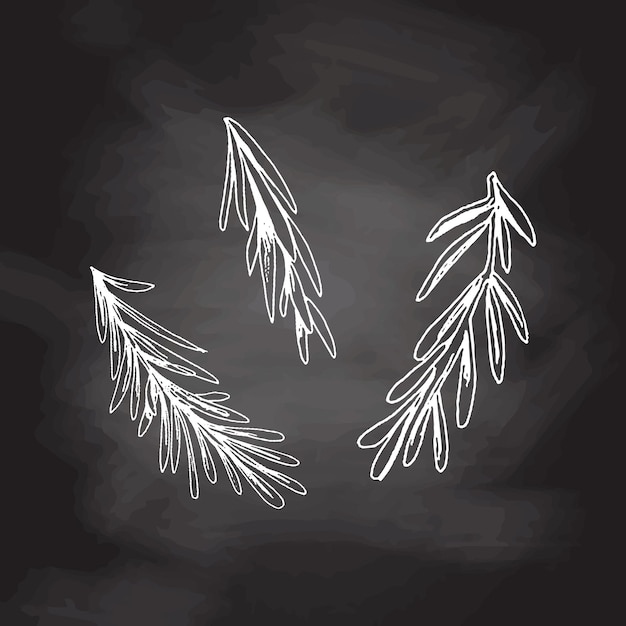 Hand drawn vector sketch of rosemary branches on chalkboard background