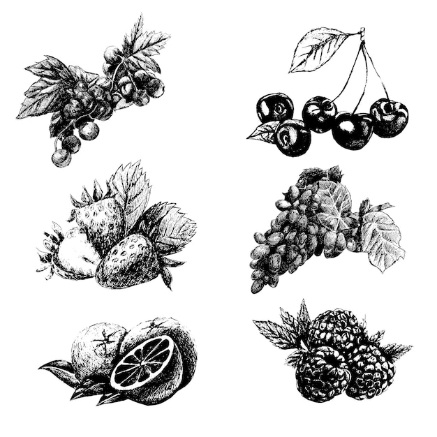 Vector hand drawn vector vintage set of berries and fruits isolated on white background