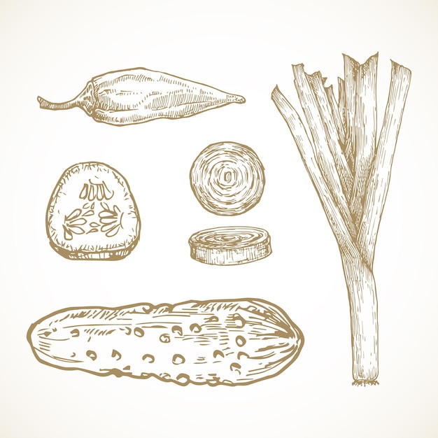 Hand Drawn Vegetables and Herbs Vector Illustrations Collection. Leek Onion, Jalapeno Pepper, Pickle and Cucumber Sketches Set. Natural Food Doodles. Isolated.