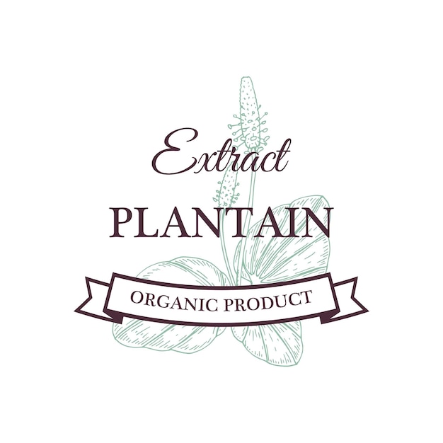 Hand drawn vintage Plantain extract design isolated on white Vector illustration in sketch style