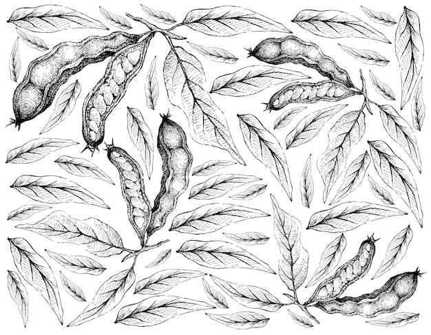 Hand Drawn Wallpaper of Ice Cream Beans on White Background