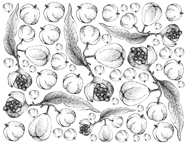 Hand Drawn Wallpaper of Karo Fruits on White Background