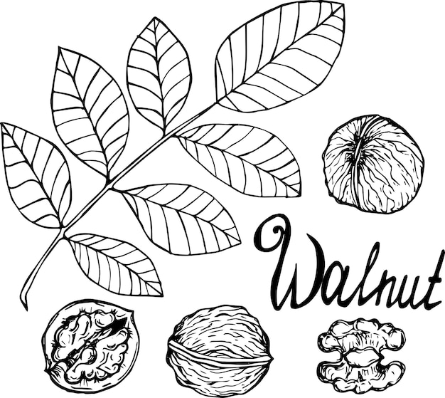 Hand drawn walnut nuts isolated on white background Vector illustration