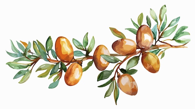 Vector hand drawn watercolor argan tree branch illustration