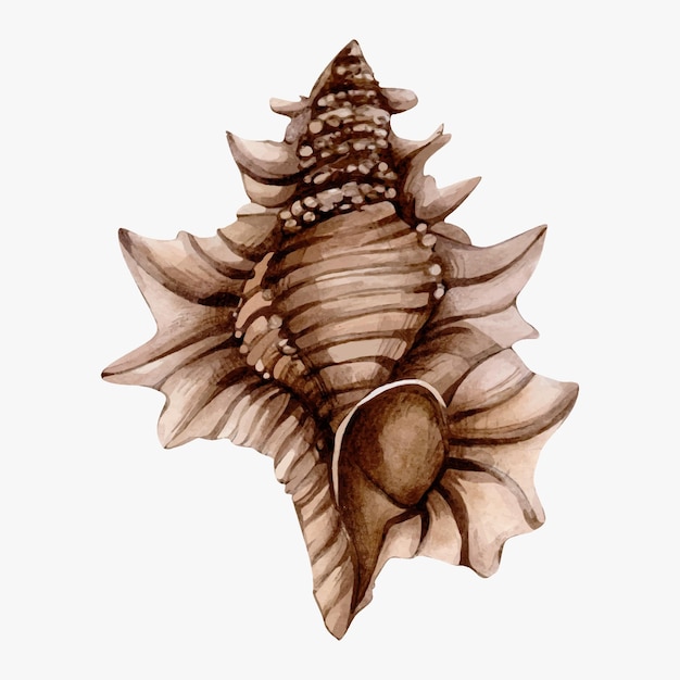 Hand Drawn Watercolor Beige Seashell Illustration isolated on white background Watercolour Conch