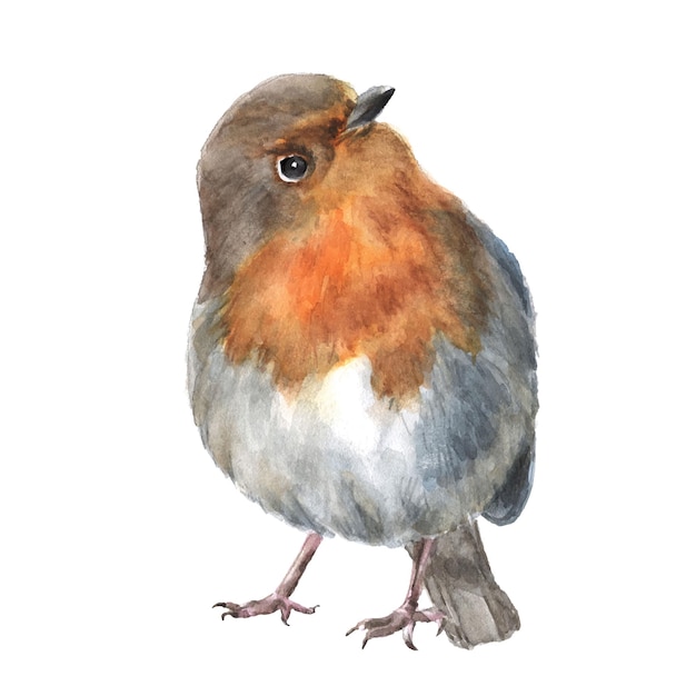 Hand drawn watercolor bird robin