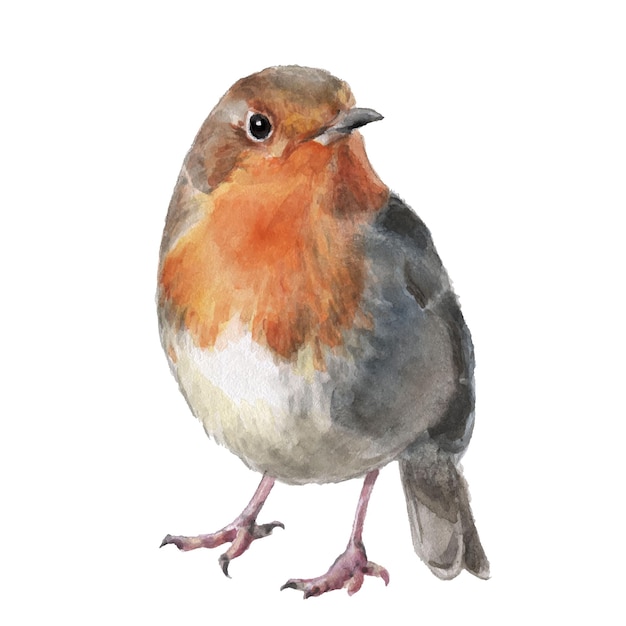 Hand drawn watercolor bird robin