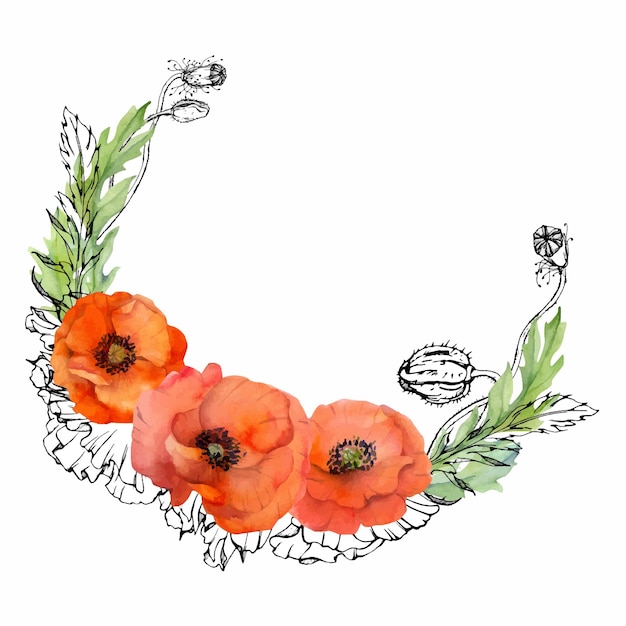 Hand drawn watercolor botanical illustration flowers leaves red poppy papaver stems buds seedpods