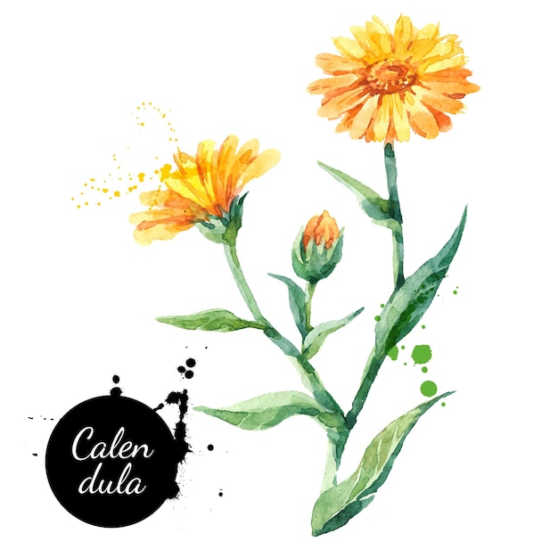 Vector hand drawn watercolor calendula flower illustration vector painted sketch botanical herbs isolated on white background