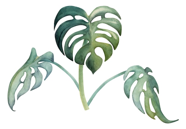 Hand drawn watercolor composition Exotic tropical plant big green mostera leaves on stalks Isolated on white background Design wall art wedding print fabric cover card tourism travel booklet