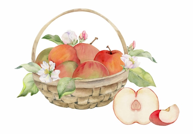 Hand drawn watercolor composition with apple fruits in basket with branch and leaves ripe full and slices Isolated on white background Design for wall art wedding print fabric cover card