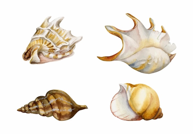 Hand drawn watercolor elements Assorted sea shells spiral pearl dark brown and gold Isolated on white background Design wall art wedding print fabric cover card tourism travel booklet