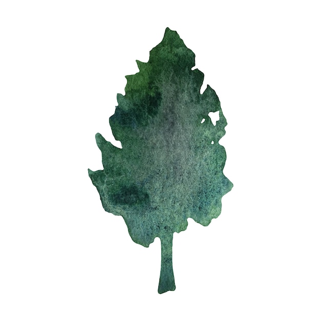 Hand drawn watercolor fir tree forest clipart