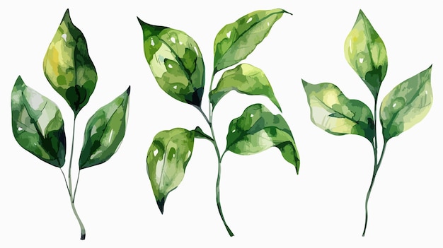 Vector hand drawn watercolor green leaves illustration