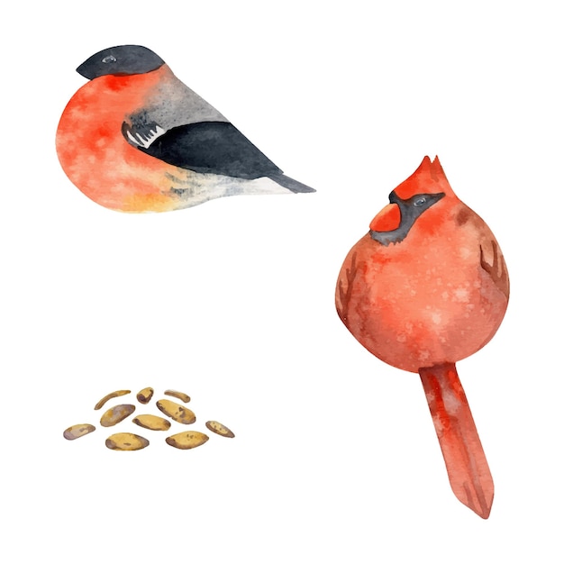 Hand drawn watercolor illustration nature animal small birds bullfinch red cardinal songbird seeds Single object isolated on white background Design print shop scrapbooking decoupage booklet