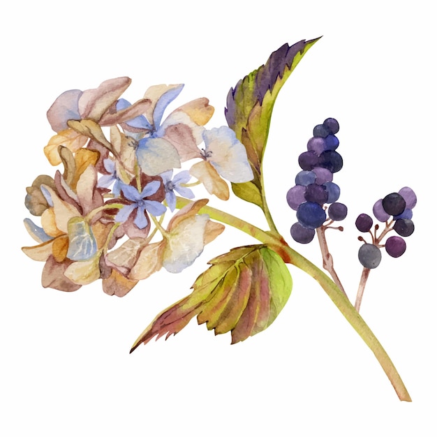 Hand drawn watercolor illustration shabby boho botanical flowers leaves hortensia hydrangea