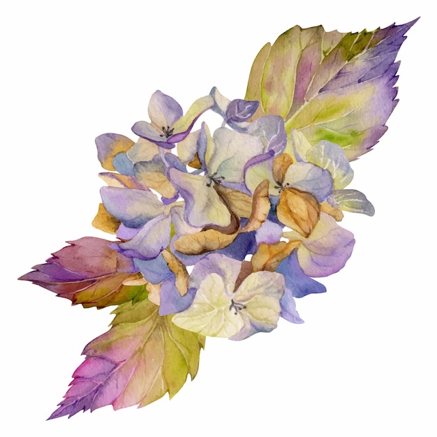 Hand drawn watercolor illustration shabby boho botanical flowers leaves hydrangea hortensia purple