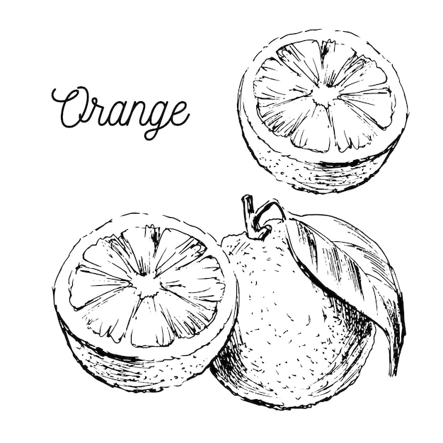 Hand drawn watercolor painting on white background.  illustration of fruit orange