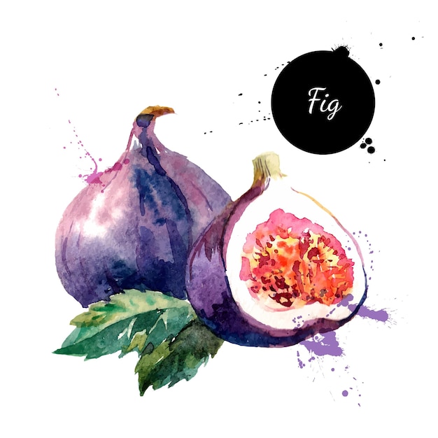 Hand drawn watercolor painting on white background Vector illustration of fruit fig