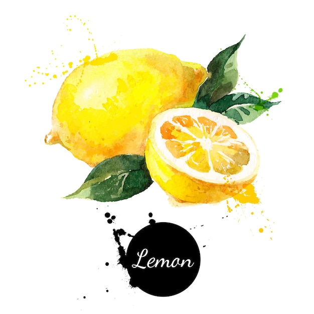 Hand drawn watercolor painting on white background Vector illustration of fruit lemon